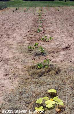 Melon row planted