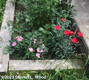 Dianthus in our herb bed