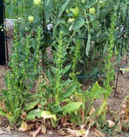 Female spinach blooms