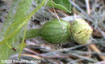 Baby melon