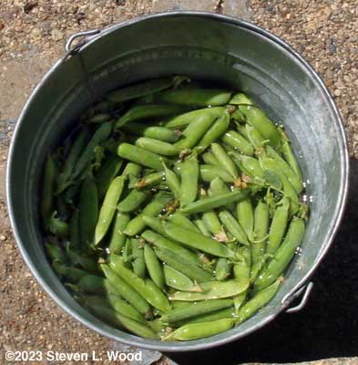 Eclipse peas soaking in bucket