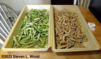 Pea pods sorted