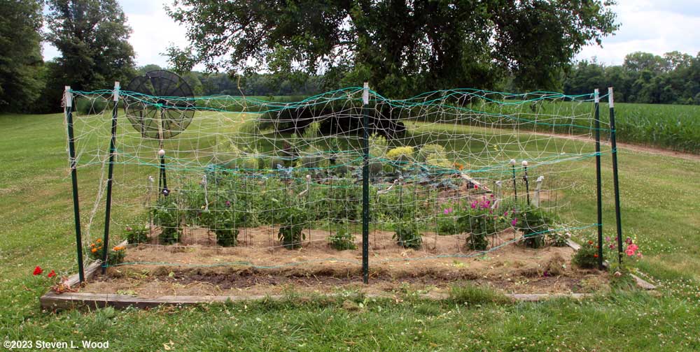 Early pea vines out