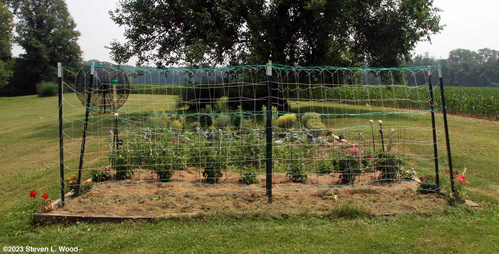 JLP cucumber plants in and mulched