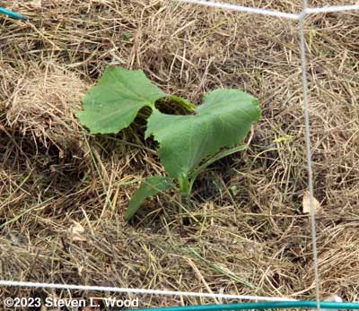 A healthy JLP cucumber transplant