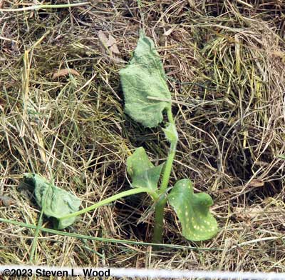 A not-so-healthy JLP cucumber transplant