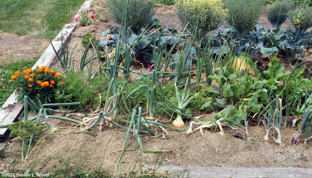 Walla Walla onions toppling over