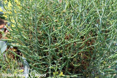Goliath broccoli seed pods