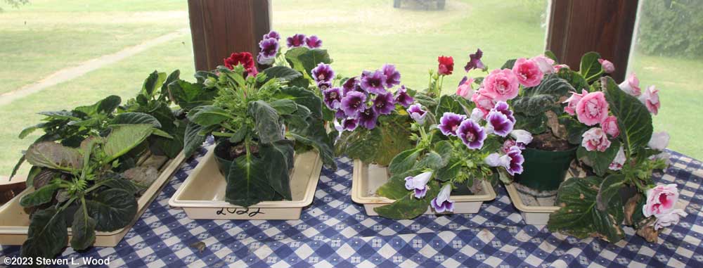 Gloxinias in bloom