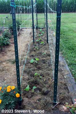 Row of Japanese Long Pickling cucumber plants