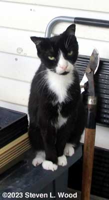 Tux, our senior cat