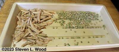 Shelling Champion of England and Maxigolt peas for seed saving