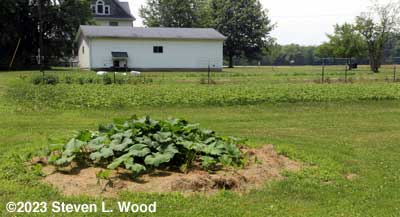 Butternut hill