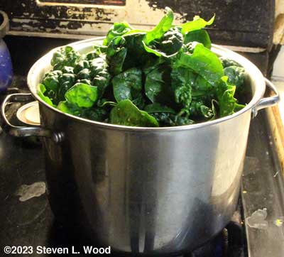 Boiling down spinach