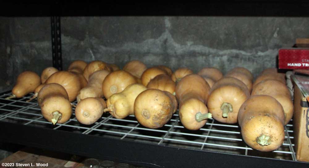 Butternuts stored in plant room