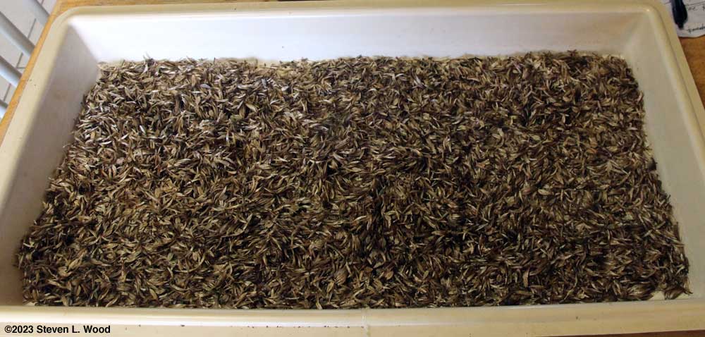 Zinnia seed