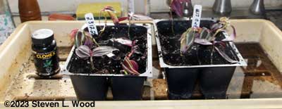 WJ cuttings in sixpack