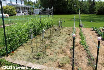 Pepper plants mulched