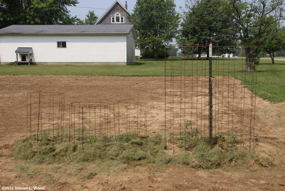 Three Hungarian Spice paprika peppers beside a couple of grape tomato plants