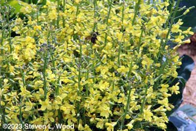Single Goliath broccoli in bloom