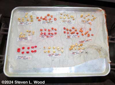 Sweet corn seed germination test