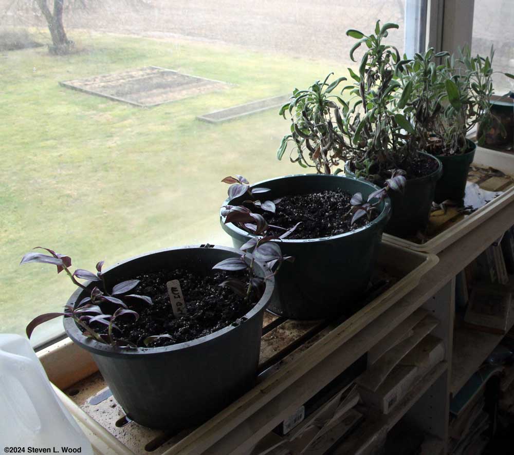 Wandering Jew and sage in sunroom window