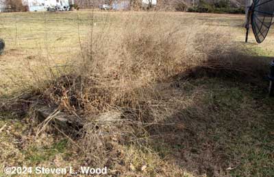 Asparagus bed