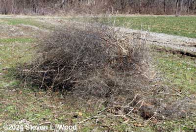 Current working compost pile