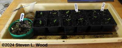 Transplanting vinca