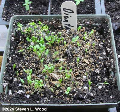 Oops! Too many dianthus seeds!