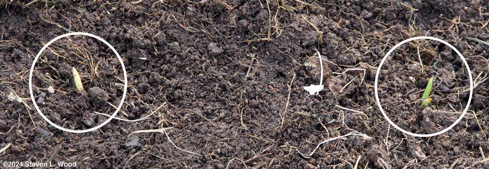 Garlic sprouts up