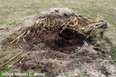 Old compost pile opened