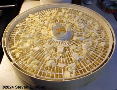 Garlic on dehydrator trays