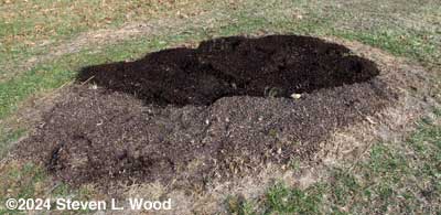 Compost on Bonnie's Asparagus Patch