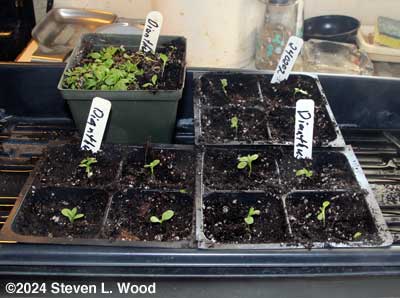 Transplanted dianthus