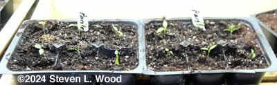 Transplanted parsley