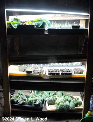 Plant rack on February 19, 2024