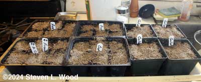 Spring brassicas started