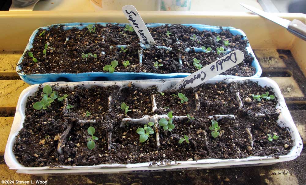 Egg carton petunias before thinning