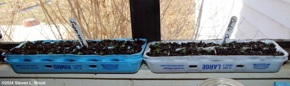 Thinned egg carton petunias on windowsill