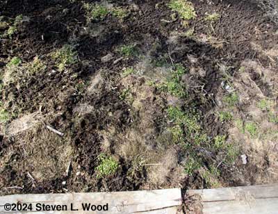 Chickweed