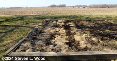 Old mulch on main raised bed