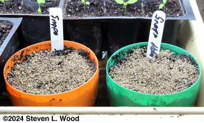 Starting snapdragons