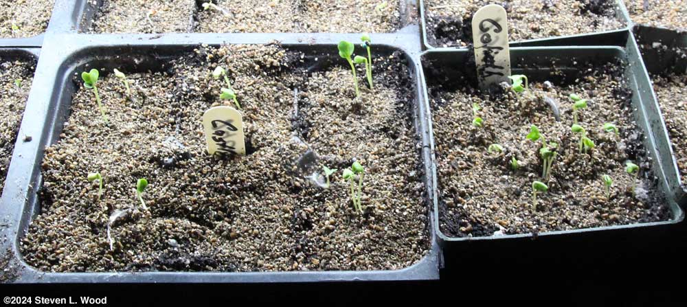 Broccoli emerging