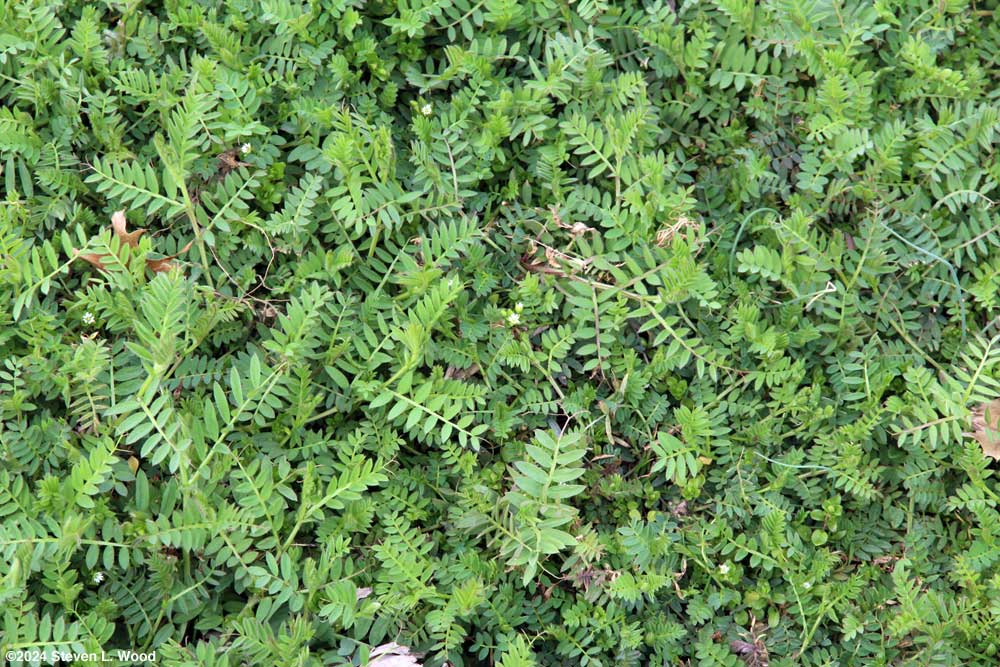 Hairy winter vetch
