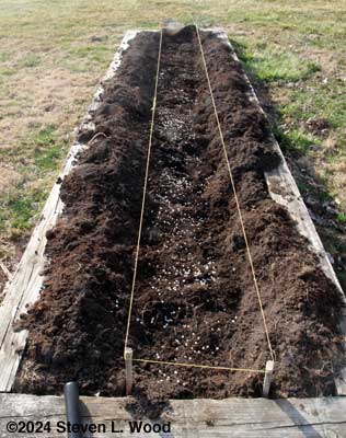 Peas seeded