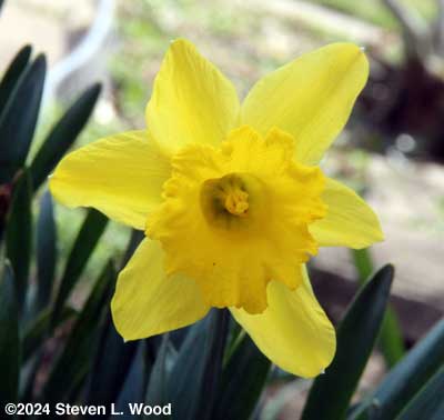 Daffodil in bloom