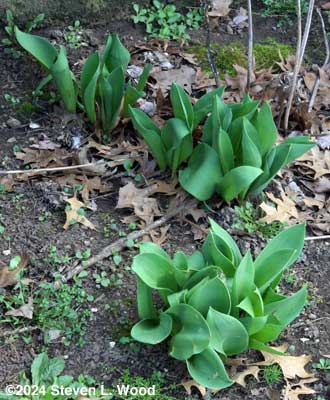 Tulip leaves