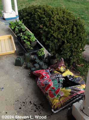 Uppotting geraniums
