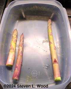 First asparagus